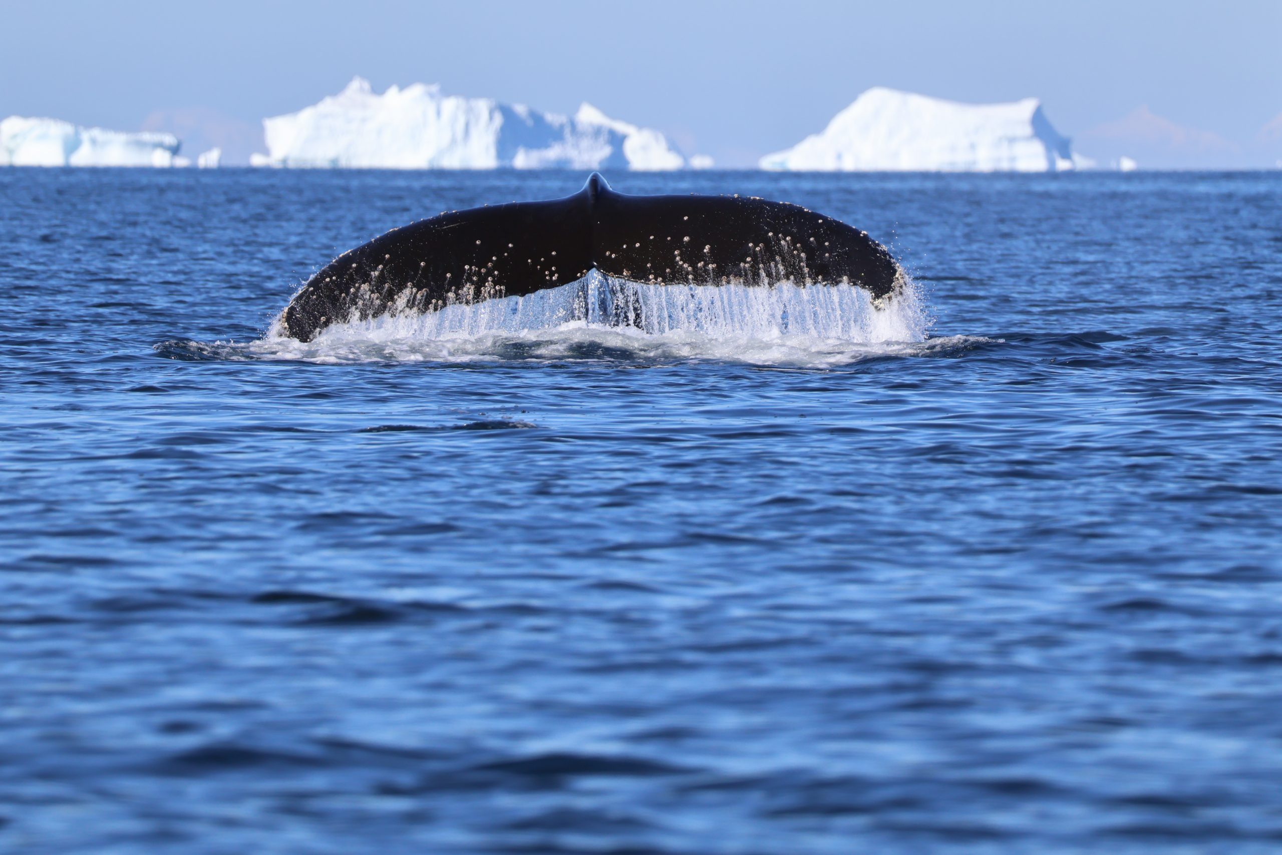 Whales are really big